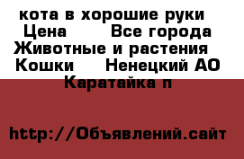 кота в хорошие руки › Цена ­ 0 - Все города Животные и растения » Кошки   . Ненецкий АО,Каратайка п.